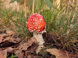 Frans 01 Overbekende paddenstoel